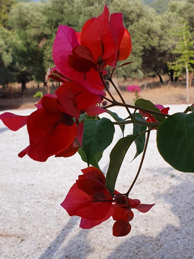 Olive Tree Apart Hotel Mugla Eksteriør bilde